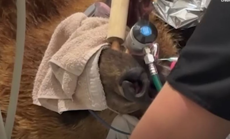 Medvjed dobio srebrni zub: Metalni očnjak najveća zubna krunica na svijetu VIDEO