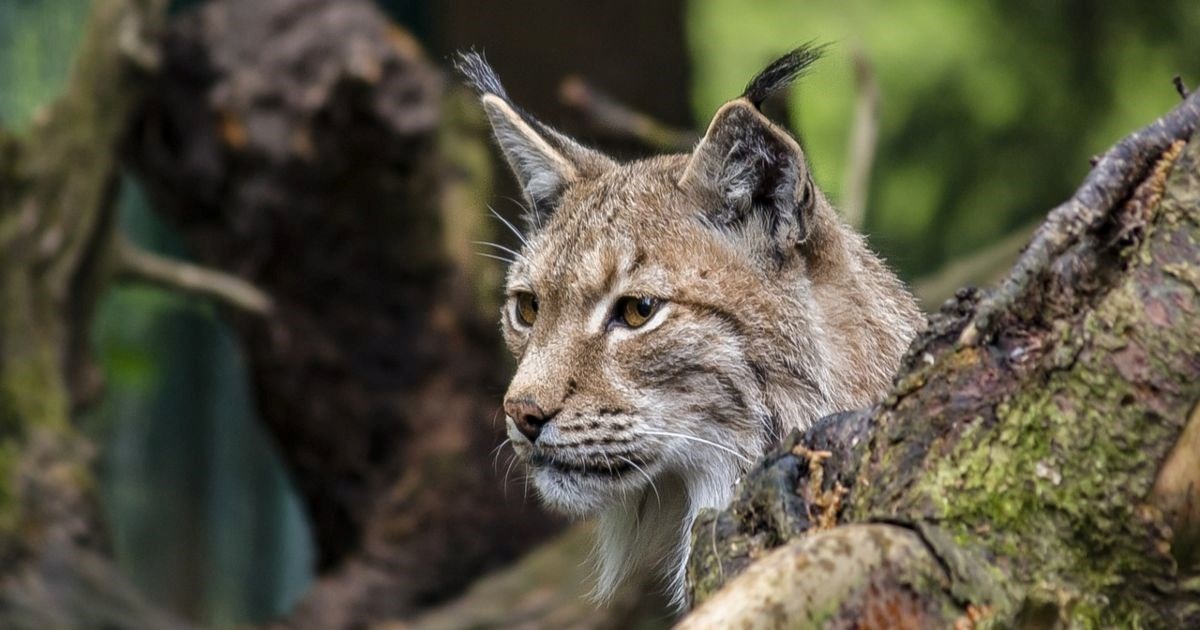 Evroazijski ris u parku prirode: Najveća evropska mačka viđena u Hrvatskoj