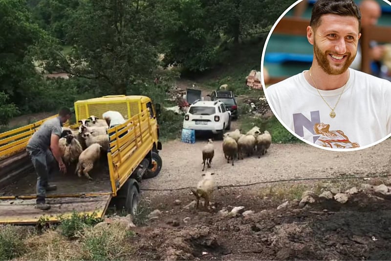 Velika solidarnost: Nurkić kupio ovce porodici iz Foče nakon što su im vukovi pobili cijelo stado