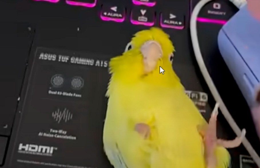 Ova ptica je apsolutni hit: Papagaj ljubomoran na kompjuterski miš VIDEO