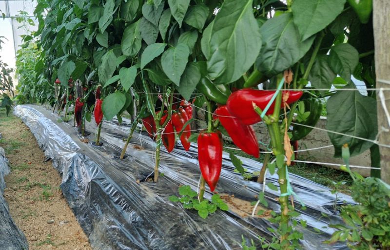 Savjeti za proizvodnju paprike: Ovo primijenite i to je sve…