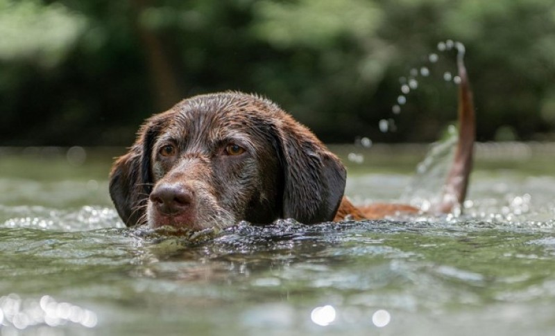 Vodite računa! Evo zašto je opasno da psu poslije kupanja koža ostane vlažna