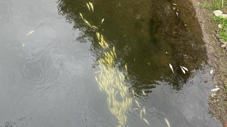 Inspektori spavaju: Masovno pomor ribe u rijeci Bosni, pronađene i uginule lisice VIDEO