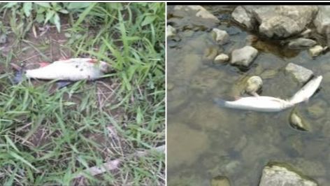 Pomor ribe u rijeci Bosni: Slučaj preuzela policija VIDEO