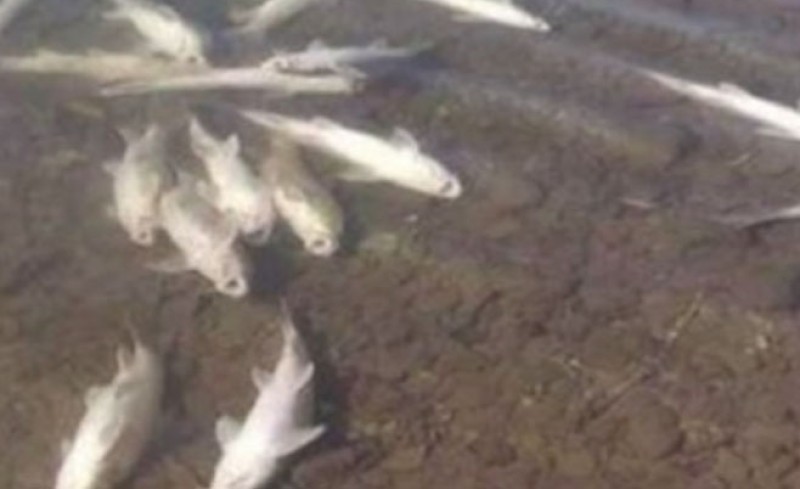 Pomor ribe u rijeci Bosni kod Zenice: Nakon laboratorijske analize biće poznat uzrok