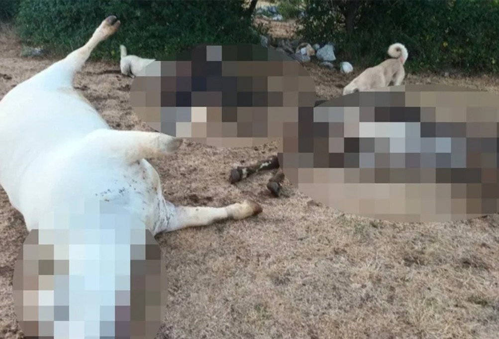 Misteriozni pomor stoke u Hrvatskoj: Za deset dana ostao bez 11 krava