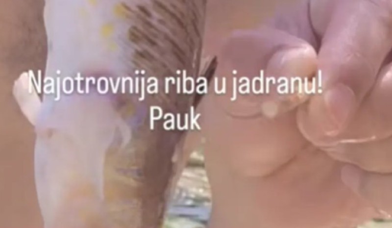 Ovo je najopasnije stvorenje u Jadranskom moru: Ubod je strašan, bol neopisiv VIDEO