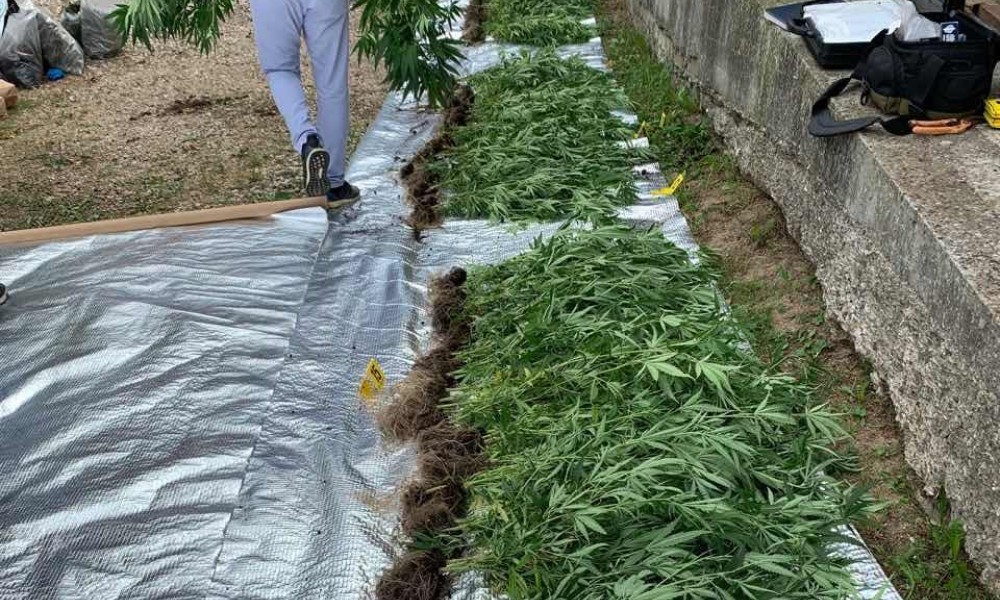 Bez optužnice: Ko koči istragu o laboratoriji sa više stotina kilograma marihuane? VIDEO