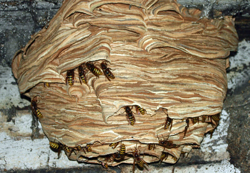 Počinje sezona napada stršljenova: Jednu stvar nikako ne smijete da radite blizu gnijezda