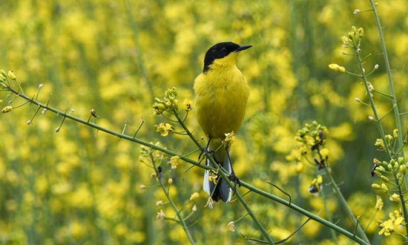 Šta kaže prognoza: Pogledajte kakvo nas vrijeme očekuje za Vaskrs