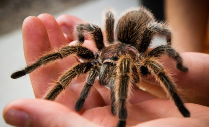 Mašinovođa šokiran paketom: Žena zaboravila 20 tarantula u vozu