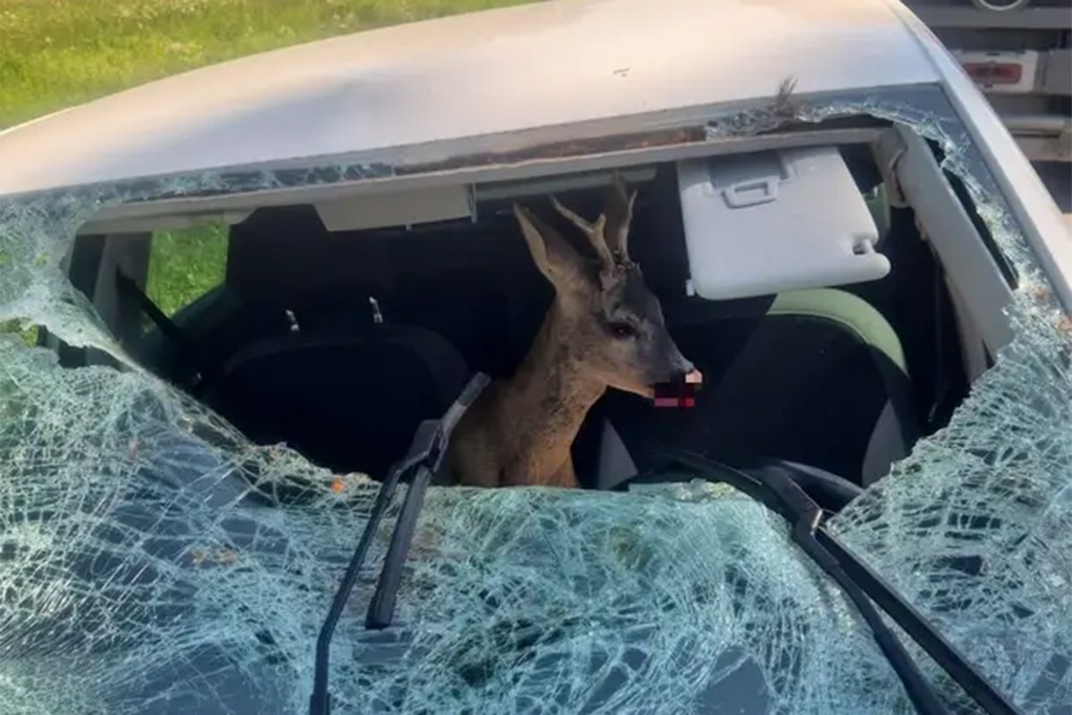 Neobična i opasna scena u komšiluku: Srndać završio u automobilu, povrijeđen vozač