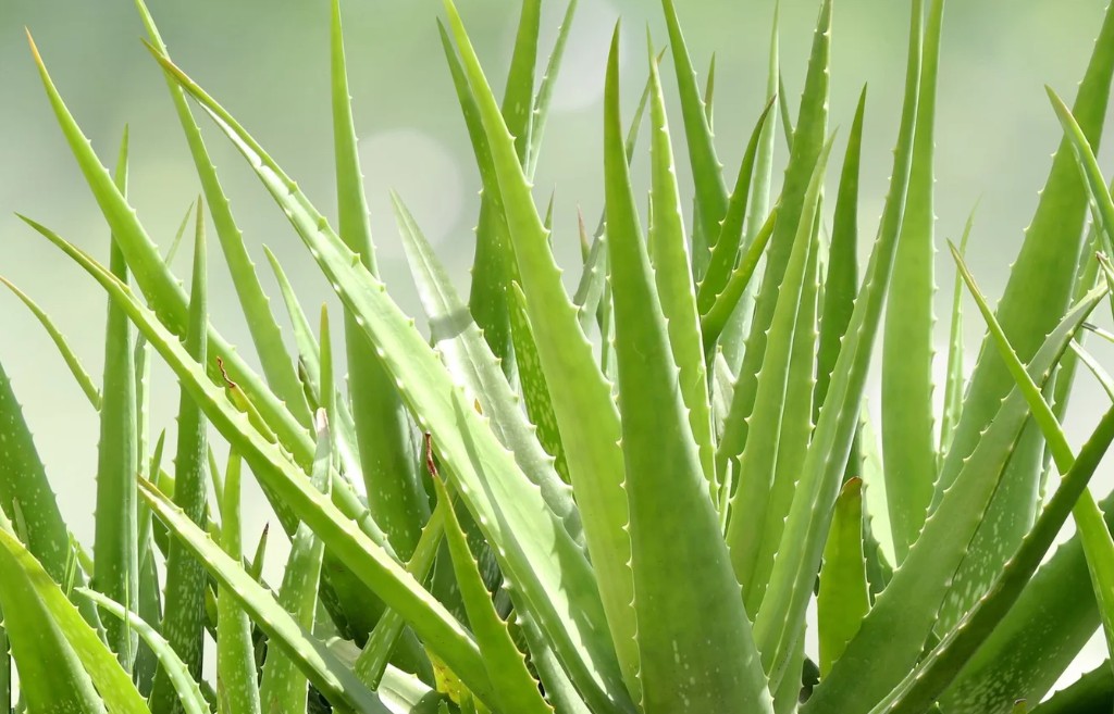 Povezanost sa prirodom: Ovih pet biljaka unosi pozitivnu energiju u vaš dom