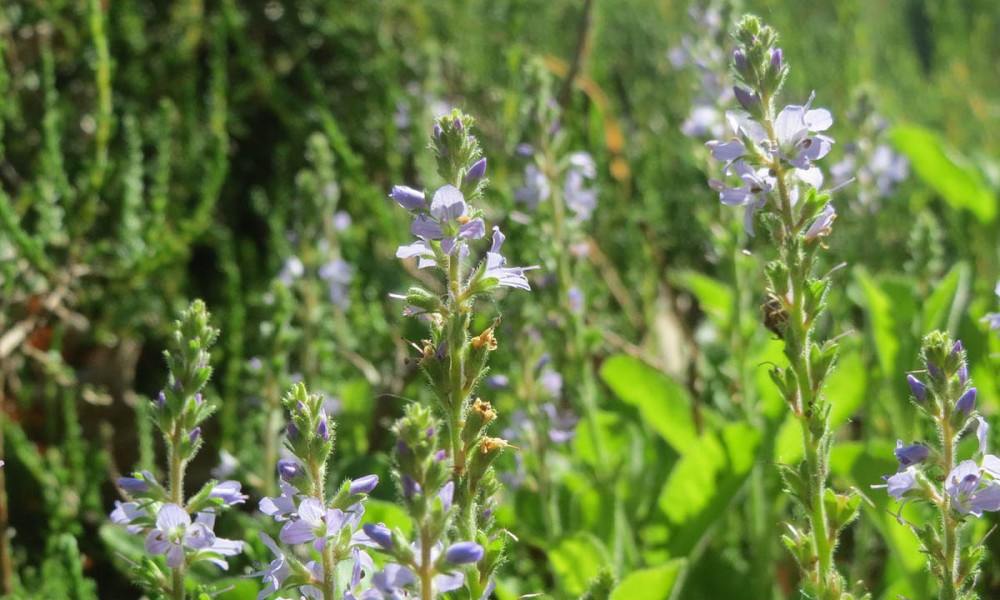 Moćna biljka: Raste svuda oko nas, a čini čuda