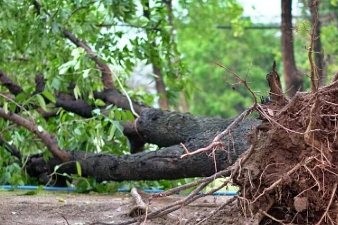Detalji tragedije u Istri: Dijete na koje je palo drvo imalo samo 3 godine