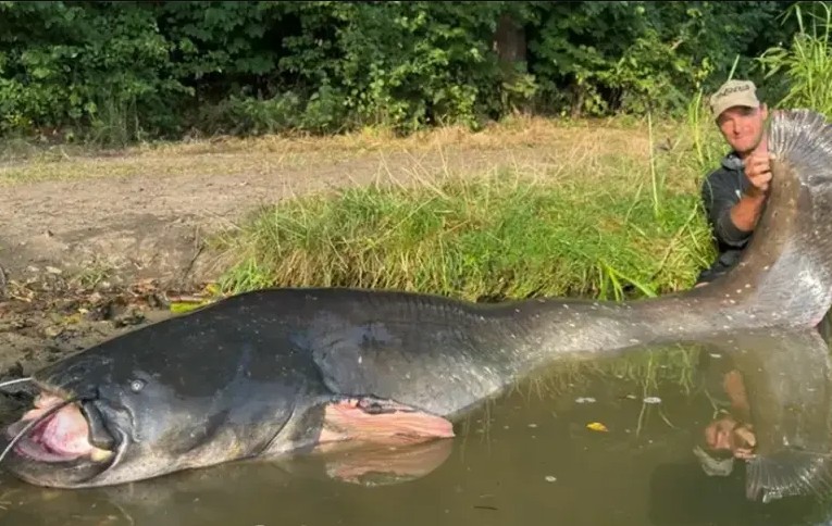 Ribolovac oborio rekord: Upecao soma dugog 272 centimetra