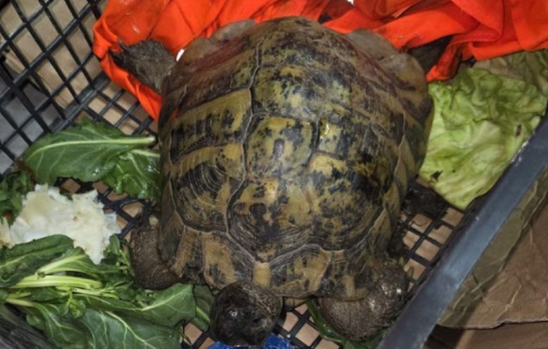 Eksperimenti šokirali svijet: Kornjača živjela 23 dana bez glave, pile izdržalo 18 mjeseci