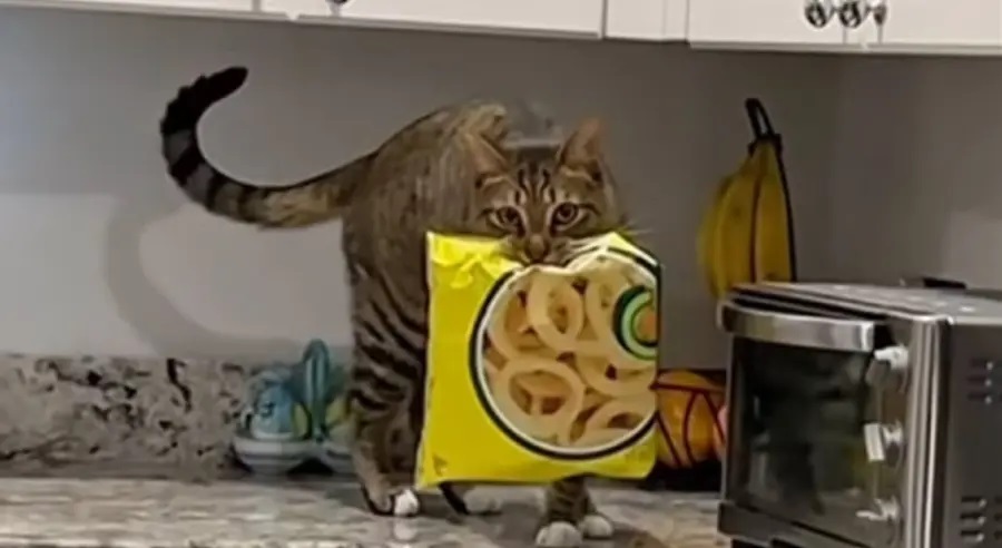 “Lopov” uhvaćen na djelu: Urnebesan video mačka nasmijao mnoge VIDEO