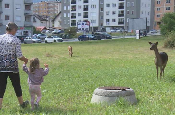 Na ulicama Pala nesvakidašnji prizor: Srne se spustile do grada