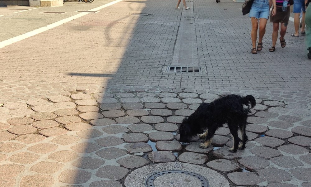 Zanimljiva scena u centru Banjaluke: I životinje se bore sa vrućinom FOTO/VIDEO
