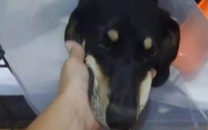 Užas u Banjaluci: U dvorištu upucan pas, vlasnica moli za pomoć VIDEO