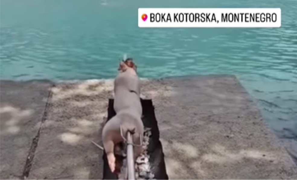 Snimak iz Boke Kotorske nasmijao mnoge: “Lagani ljetni obrok..” VIDEO