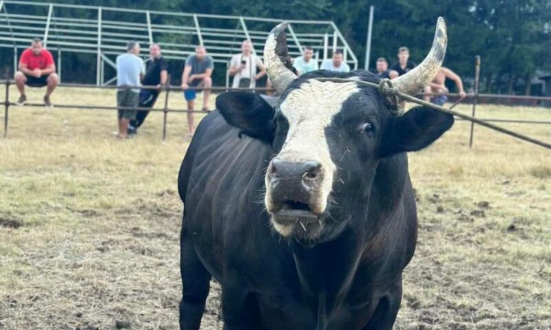 Nevjerovatne cifre: Bik pobjednik Kočićevog zbora prodat za sumu za koju se može kupiti stan