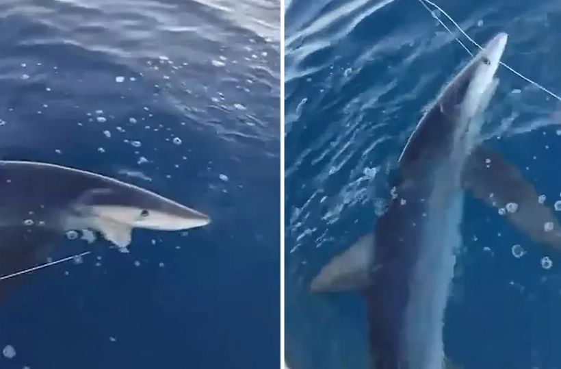 Najezda ajkula na Jadranu: Nova ulovljena kod Petrovca, ribar je vratio u more