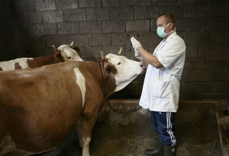 Nema opasnosti od širenja antraksa u Srpskoj: Farmeri da se odgovorno ponašaju