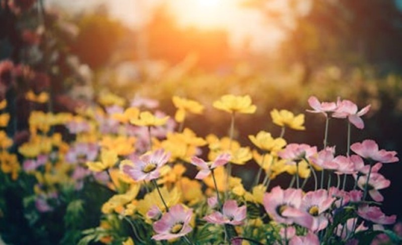 Bašta može preživjeti i najvreliji avgust: Sedam savjeta da spasite biljke od suše