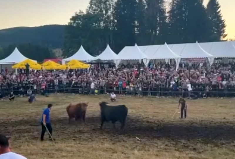 Završen jubilarni 60. Kočićev zbor: U borbama bikova slavili “Jelenko” i “Roki” VIDEO