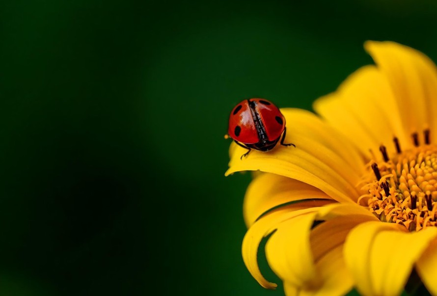Vjesnice sreće počele da grizu i napadaju: U Americi se pojavile “zle” bubamare