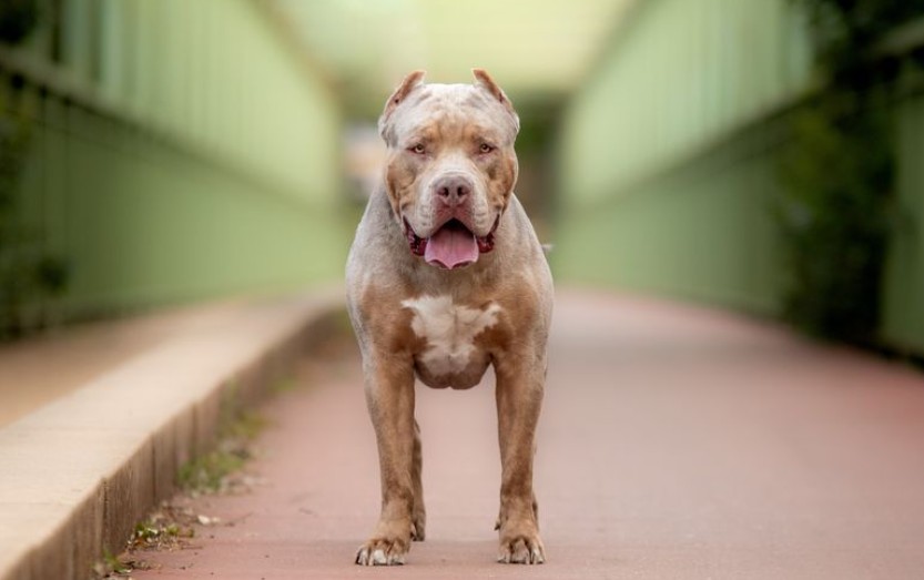 Policajci jednog morali da upucaju: Dva američka bulija iskidala čoveka do smrti