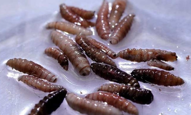 Liječenje je mukotrpno: Crv mesožder prvi put pronađen u tijelu čovjeka