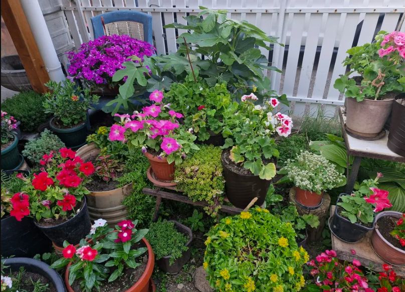 U aprilu se sadi: Od pripreme sve zavisi pa i raskoš petunija