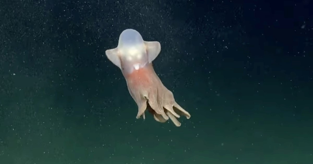 Spustili kameru 3.800 metara ispod površine okeana: Snimili nevjerovatno morsko stvorenje VIDEO
