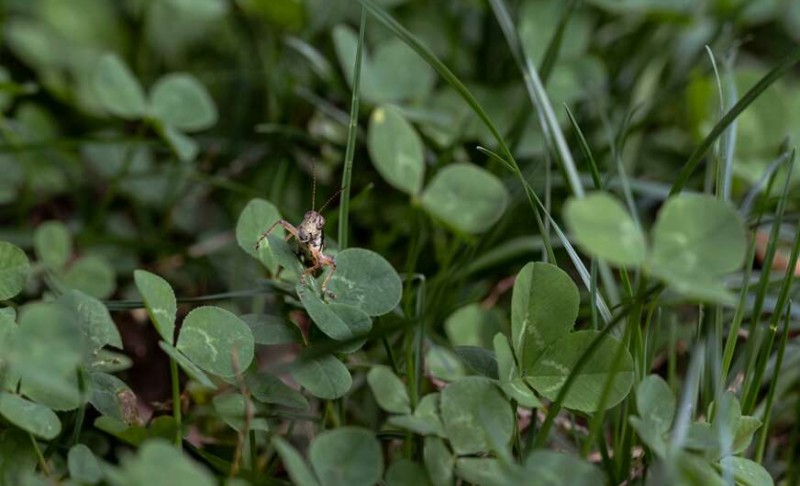 Zarada zagarantovana: Potražnja za ovom biljkom je ogromna, ratari mnogo očekuju