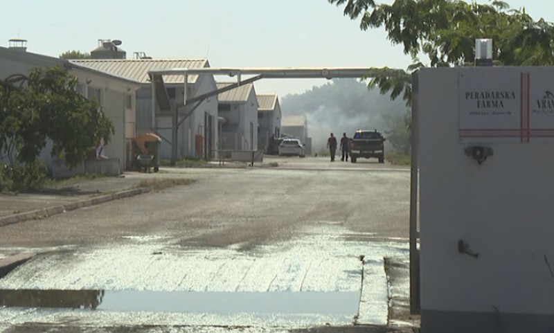 Šteta je velika! Planula farma peradi, u požaru stradalo 18.500 koka nosilja