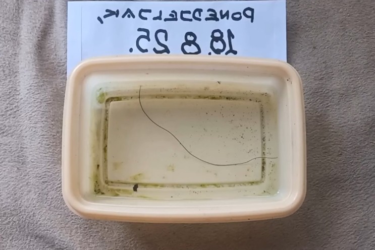 Kakvu vodu pijemo: Iz slavine u Banjaluci izašla “konjska dlaka”, oglasio se “Vodovod” VIDEO