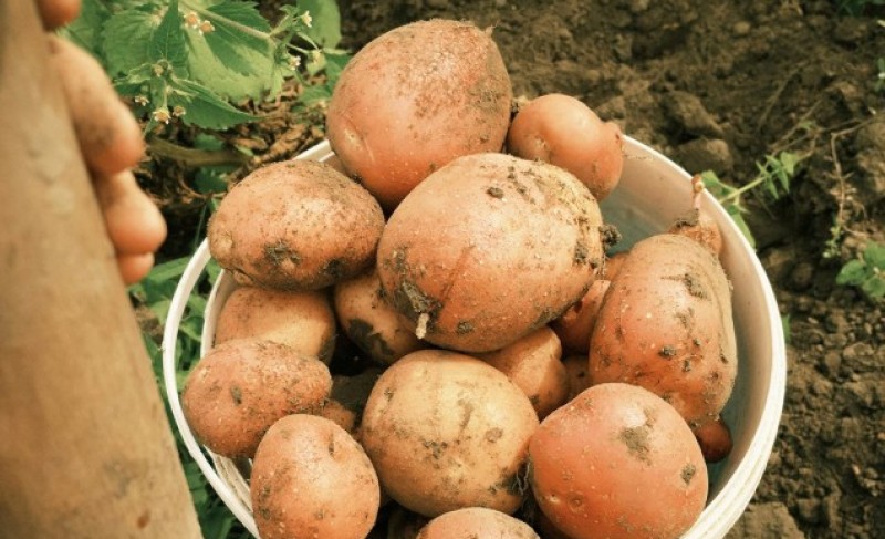 Alarm za proizvođače: Moljac prijeti krompiru – ovo obavezno morate da uradite