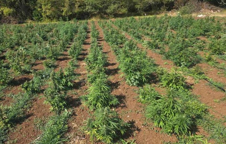 Otkrivena najveća plantaža marihuane u Crnoj Gori, zaplijenjeno više od 13.000 sadnica FOTO