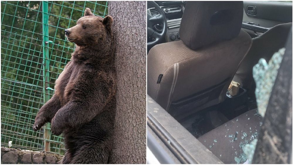 Nezapamćen slučaj u Crnoj Gori: Medvjed bacio kamen na auto i povrijedio suvozača