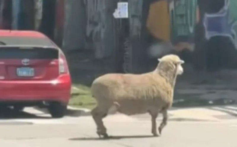 Ovca trčala gradskim ulicama: Vunenu životinju “progonili” radnici klaonice VIDEO