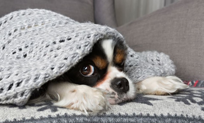 Posvećen četvoronožnim prijateljima: Danas se obilježava se Međunarodni dan pasa