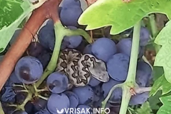 Oprez: Berač grožđa u BiH naletio na poskoka