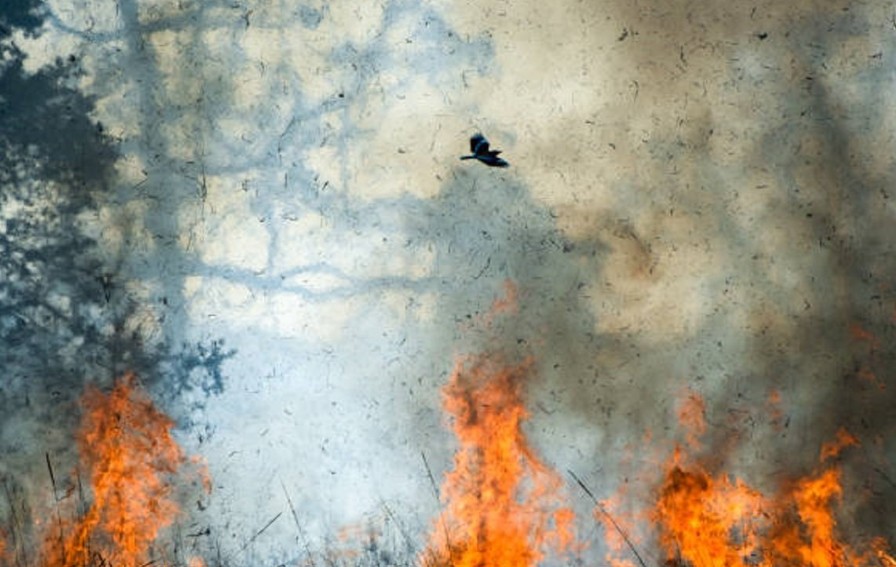 Izbila dva nova požara u Crnoj Gori: Vatra bukti iznad Budve i Bara VIDEO