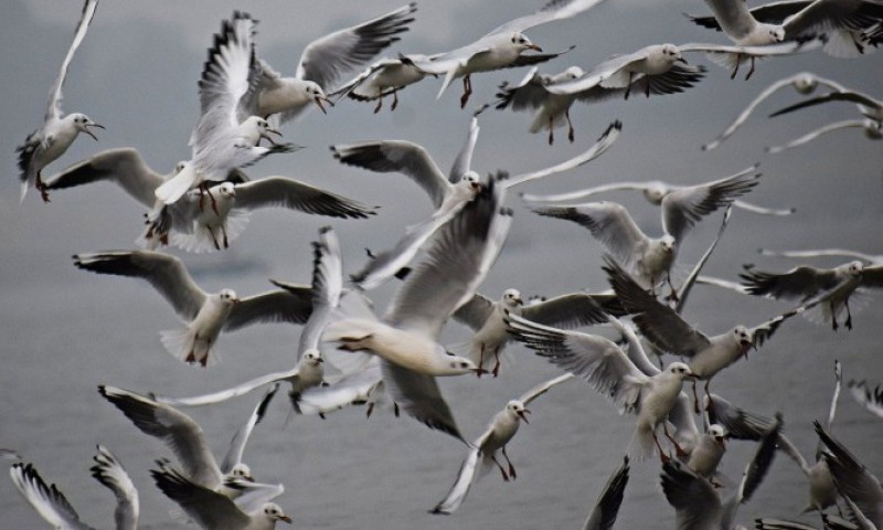 Teško pronalaze hranu, zaklon i toplinu: Evo kako pomoći pticama tokom zime