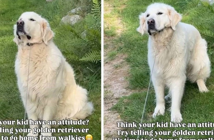 Odbija da se vrati iz šetnje: Tvrdoglavi retriver postao hit društvenih mreža VIDEO