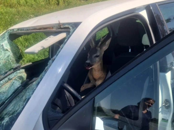 Životinja uginula od posljedica udara! Srndać kroz vjetrobran uletio u automobil