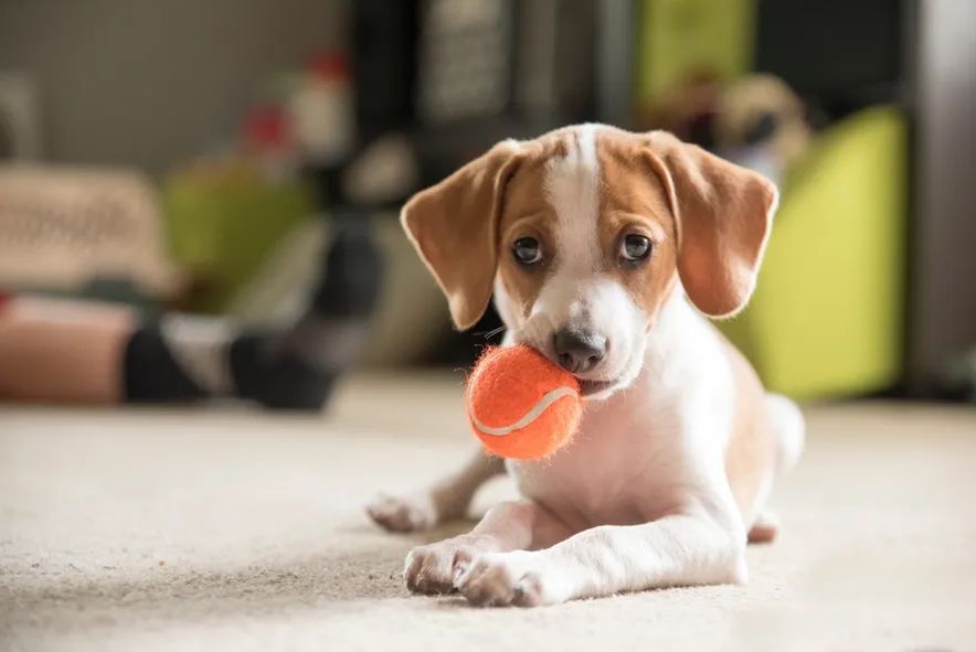 Dreser pasa istakao najveću grešku koju vlasnici štenaca prave